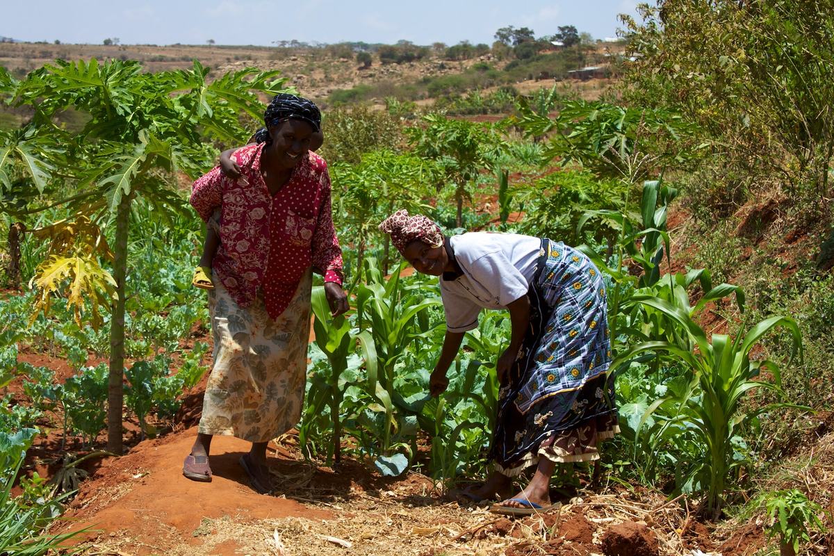Women smallholder farmers in Kenya, the kind of group many NGOs support